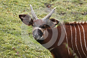 Bongo antelope