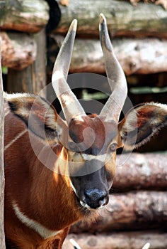 Bongo Antelope photo