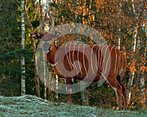 Bongo antelope, Bongo Tragelaphus eurycerus