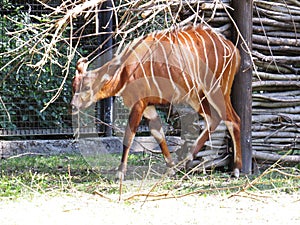 Bongo Antelope Brown African Antelope with White Strips photo