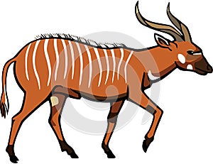 Bongo Antelope