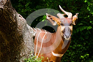 Bongo antelope photo