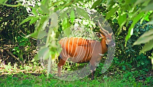 Bongo antelope-Tragelaphus eurycerus