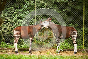 Bongo antelope Tragelaphus eurycerus with different horns stands on the green grass