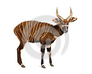 Bongo, antelope, Tragelaphus eurycerus standing