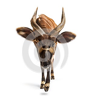 Bongo, antelope