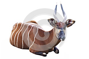 The Bongo antelope