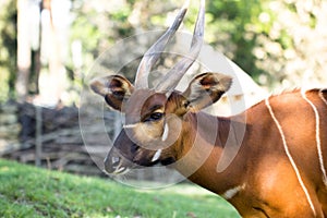 Bongo antelope at zoo