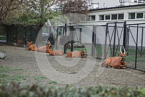 Bongo antelopes rest on green grass in the zoo