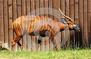 Bongo Antilope photo