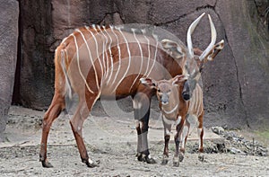 Bongo mother and calf