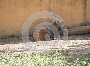 Bongo resting in the shade, Tragelaphus eurycerus photo