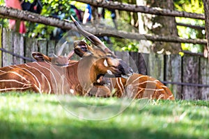 Bongo Taurotragus euryceros isaaci Antilope photo