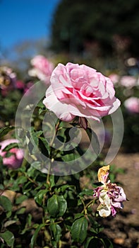 Bonica Rose Bush Closeup