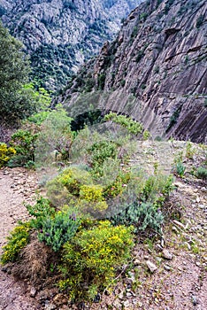 Bonifatu forest near Calvi in Corsica