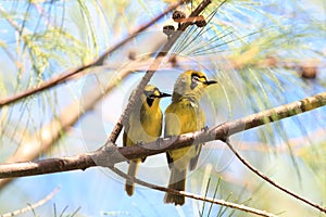 Bonin Honeyeater