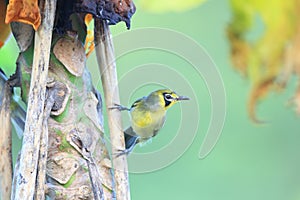 Bonin Honeyeater