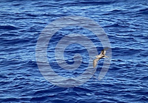 Bonin Petrel, Pterodroma hypoleuca