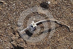 Bonito Dorsal Vertebra at Zahara de los Atunes