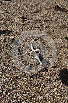 Bonito Dorsal Vertebra at Zahara de los Atunes