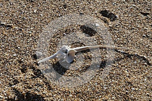 Bonito Dorsal Vertebra at Zahara de los Atunes