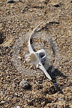 Bonito Dorsal Vertebra at Zahara de los Atunes