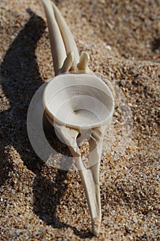 Bonito Dorsal Vertebra at Zahara de los Atunes