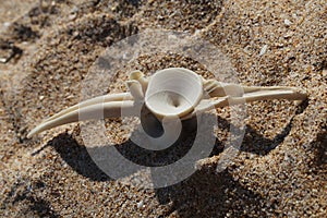 Bonito Dorsal Vertebra at Zahara de los Atunes