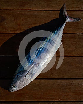 Bonito fish Sarda Sarda tuna fresh catch photo