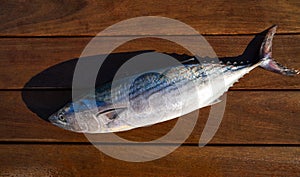 Bonito fish Sarda Sarda tuna fresh catch photo