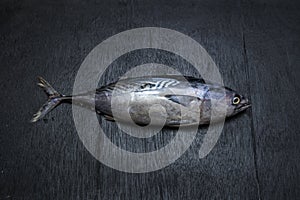 Bonito Tuna on black backgruand