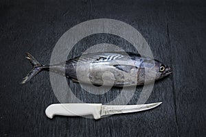 Bonito Tuna on black backgruand