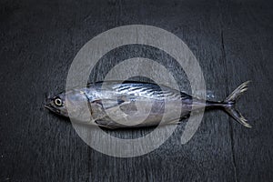 Bonito Tuna on black backgruand