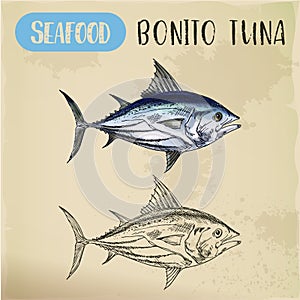 Bonito tuna or sardini tribe fish, mackerel sketch photo