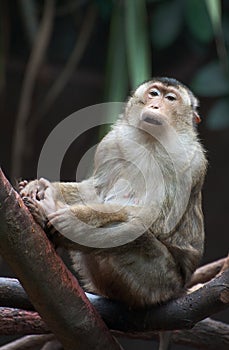 Bonnet Macaque