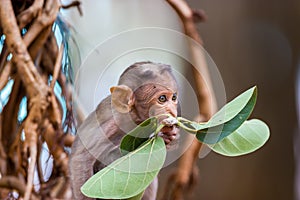 Bonnet Macaque.