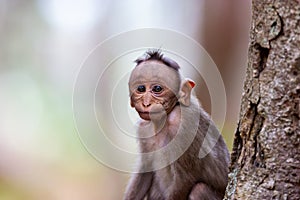 Bonnet Macaque.