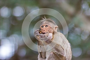 Bonnet Macaque.