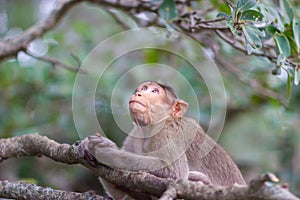 Bonnet Macaque.