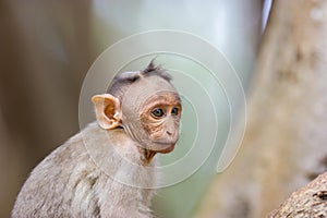 Bonnet Macaque.