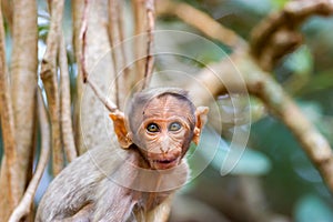 Bonnet Macaque.