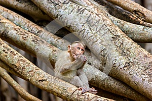 Bonnet Macaque.