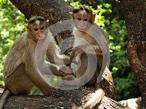 Bonnet Macaque