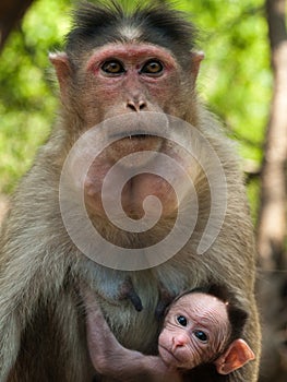 Bonnet Macaque