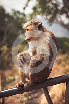 Bonnet macaque captive monkey sitting on a fence