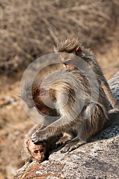 Bonnet Macaque Family Grooming by the Roadside