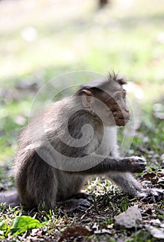 Bonnet macaque feeding