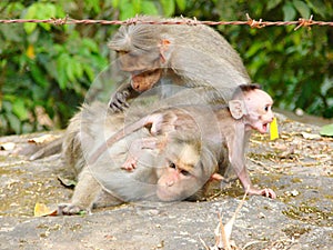 A Bonnet Macaque - Indian Monkey - Family with Mother, Father and a Young Active Mischievous Baby