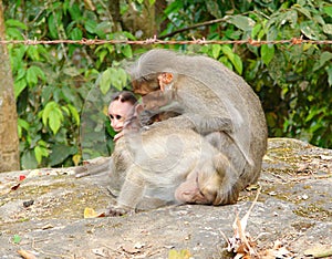 A Bonnet Macaque - Indian Monkey - Family with Mother, Father and a Young Baby