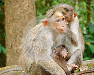 Bonnet Macaque - Indian Monkey - Family with a Young Kid